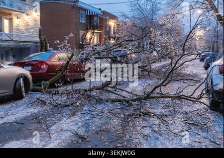 vista di un ramo caduto da un albero pesante dal ghiaccio proveniente da una tempesta in una strada della città con le auto parcheggiate la sera Foto Stock