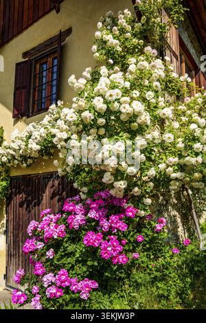 Rose da arrampicata in fiore rosa e bianco di fronte a una parete rustica con persiane in legno. Hautes-Alpes, Francia Foto Stock