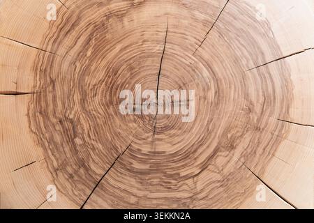 vista angolare di una superficie realizzata con tronchi di legno tagliati perpendicolarmente e quindi verniciati Foto Stock