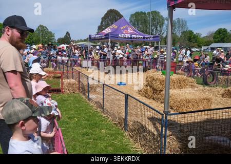 Divertiti alle corse di maialini mini. Alla fiera di campagna Murrumbateman Field Days, fiera agricola. Nel nuovo Galles del Sud, Australia. Foto Stock