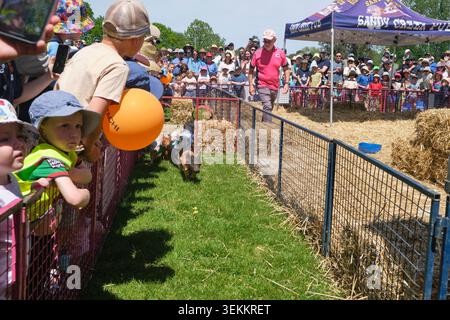 Divertiti alle corse di maialini mini. Alla fiera di campagna Murrumbateman Field Days, fiera agricola. Nel nuovo Galles del Sud, Australia. Foto Stock