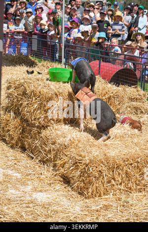 Divertiti alle corse di maialini mini. Alla fiera di campagna Murrumbateman Field Days, fiera agricola. Nel nuovo Galles del Sud, Australia. Foto Stock
