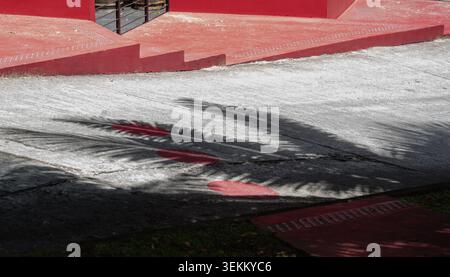 Gioco d'ombra artistico delle foglie di palma su uno sfondo architettonico rosso vivace. Foto Stock