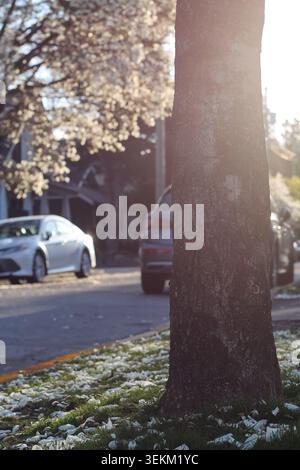Il quartiere Boulevard of Flowering Trees Foto Stock