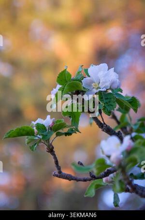 Fiore di mela bianco con morbido sfondo primaverile, che mostra delicati dettagli floreali in luce naturale del giardino. Foto Stock