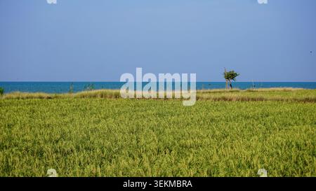 Campo di riso verde vicino alla costa con vista sul mare sotto il cielo azzurro Foto Stock