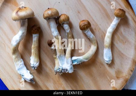Primo piano di funghi psicoattivi psilocibina, dettaglio di funghi raccolti Foto Stock