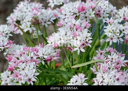 Allium Cameleon, chiamato anche Allium trifoliatum "Cameleon", porta caratteristici fiori rosa che si spostano al bianco in primavera. REGNO UNITO. Allium "Caméléon". Foto Stock