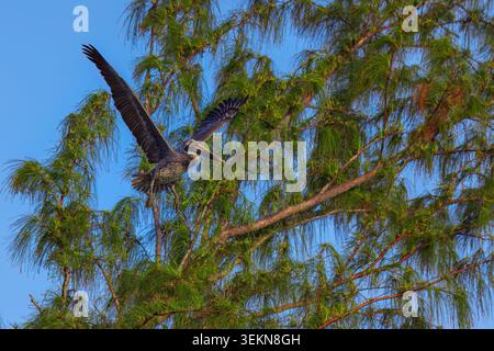 Pellicano marrone in volo a mezz'aria con ampie ali aperte vicino ai rami verdi di alberi tropicali Foto Stock