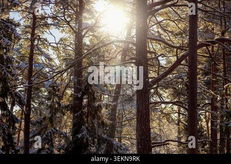 Un tranquillo colpo di sole che splende tra gli alberi mentre nevica nella foresta Foto Stock