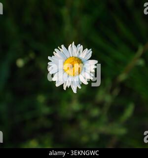 Fiore a margherita Oxeye singolo su uno sfondo sfocato in piena luce Foto Stock