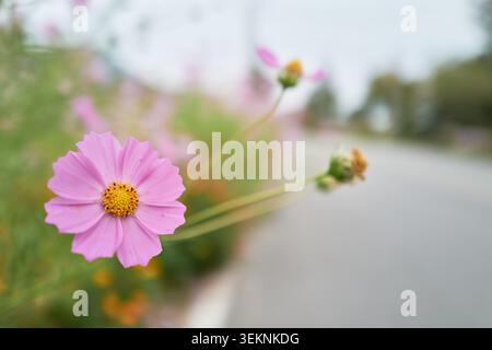 Primo piano fiore rosa cosmo con una messa a fuoco precisa contro una morbida sfocatura di più fiori, una strada e un fogliame, che evocano una dolce sensazione autunnale, facendo riferimento Foto Stock