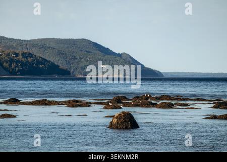 Paesaggi con bassa marea lungo le spiagge di Baie Sainte Catherine, con coste sabbiose e acciottolate, acque basse e calme, rocce sparse e colline boscose sullo sfondo sotto un cielo azzurro Foto Stock