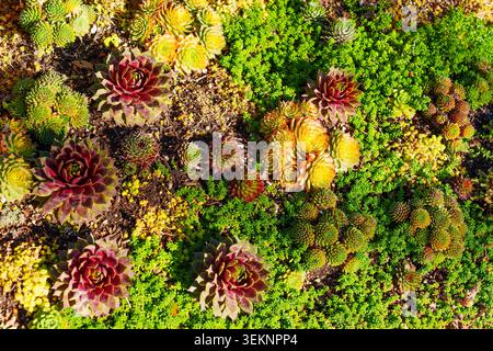 Vivace e succulento giardino con rosette Sempervivum colorate e copertura verde del sedum allestita in una dettagliata mostra botanica al Getty Cen Foto Stock