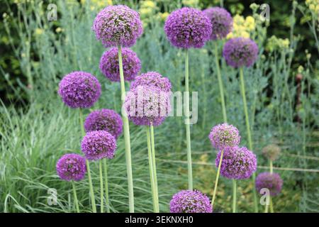 Gruppo di allievi in fiore viola che crescono e fioriscono al confine del giardino all'inizio dell'estate. Foto Stock