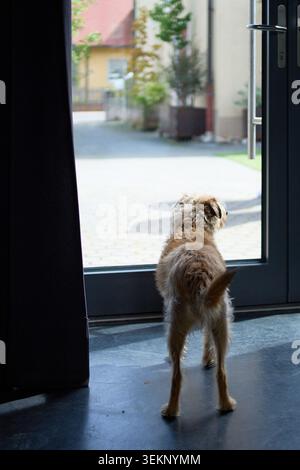Un piccolo cane soffice si trova all'interno di una casa, guardando fuori attraverso una grande porta di vetro su una strada soleggiata. Foto Stock