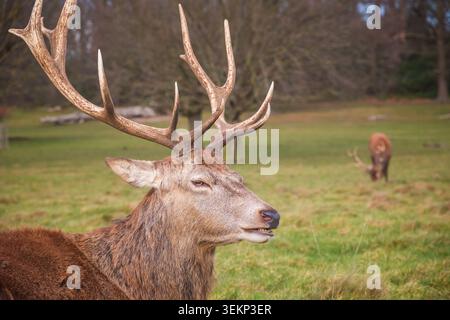 Cervi rossi a Richmond Park, Londra, durante la stagione autunnale Foto Stock