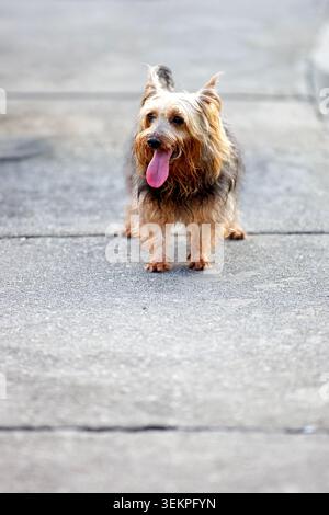 Ritratto a figura intera di un grazioso cane Yorkshire Terrier Panting in una strada di cemento Foto Stock