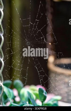 Ragno ricoperto di goccioline di rugiada del mattino sospese tra le piante da giardino con un morbido sfondo sfocato. Foto Stock