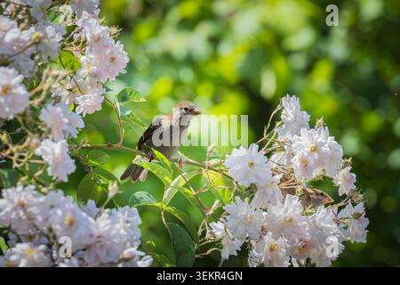 Una piccola casa passera (Passer domesticus) si trova su un ramo di rose circondato da ammassi di rose bianche pallide e foglie verdi, catturando una pace Foto Stock