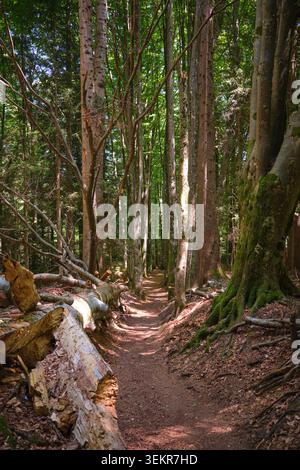 Sentiero della foresta attraverso alti alberi in un paesaggio boscoso illuminato dal sole Foto Stock