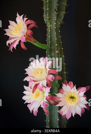 Fiori rosa e bianchi che fioriscono su un cactus colonnare Cereus su uno sfondo scuro con spine e stelo verde a coste. Foto Stock