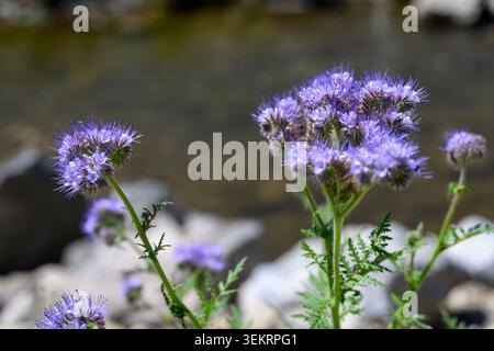 Delicati e vibranti fiori viola Phacelia fioriscono graziosamente accanto ad un flusso roccioso che scorre. Questi fiori selvatici ricchi di nettare prosperano in natura, aggiungendo bea Foto Stock