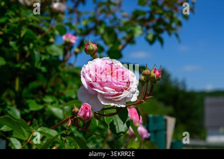 Una bella rosa parzialmente fiorita sorge in un giardino, circondato da piccoli boccioli e foglie verdi vibranti. Fiorisce sotto il summ blu brillante Foto Stock
