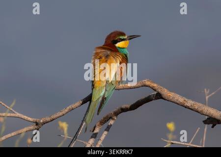 European Bee-Eater, arroccato su un ramo di arbusto secco sull'isola di Lesbo, in Grecia. Foto Stock
