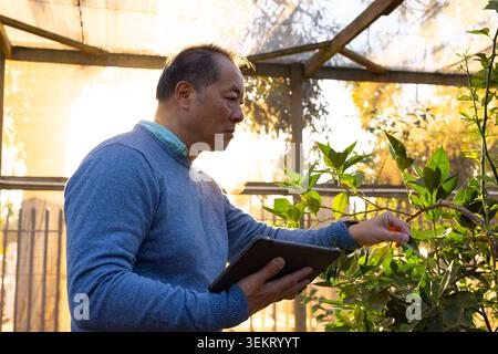 Uomo asiatico anziano che tiene la tavoletta, ispeziona la frutta arancione in serra con il maglione blu, copia lo spazio Foto Stock