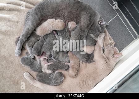 Veduta aerea di gatti madre di British Shorthair e Scottish Fold che allattano un grande gruppo di cuccioli appena nati insieme Foto Stock