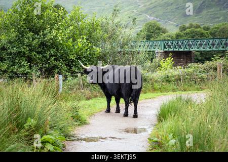 Bestiame nero scozzese delle Highland in piedi su una strada di ghiaia bagnata con un ponte e colline sullo sfondo, la Scozia Foto Stock