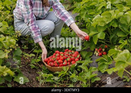 Una donna preleva con cura le fragole mature da una vivace macchia di fragole, mostrando la gioia di raccogliere prodotti freschi in una pittoresca agricultura Foto Stock
