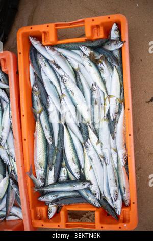 Pesce fresco pescato dai pescatori sulla spiaggia nelle prime ore del mattino, posto in casse di arancio pronto per la vendita Foto Stock