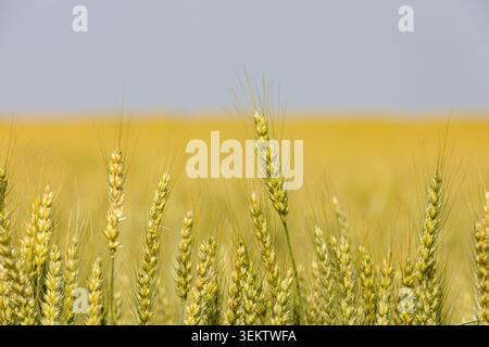 Campo di grano verde nella fase di crescita del riempimento del grano. Coltivazione di cereali, allevamento di frumento e concetto commerciale. Foto Stock
