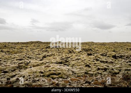 Vasto campo di muschio Racomitrium lanuginosum che copre rocce vulcaniche sotto il cielo coperto nella costa meridionale dell'Islanda di Eldhraun Foto Stock