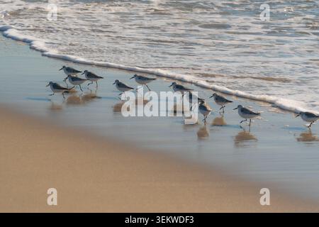 I gabbiani camminano lungo la bassa marea. La sabbia bagnata riflette i loro piccoli passi aggraziati. Ondulazione delicata dei ricci, che si arrotolano. La luce del mattino si illumina delicatamente su b Foto Stock