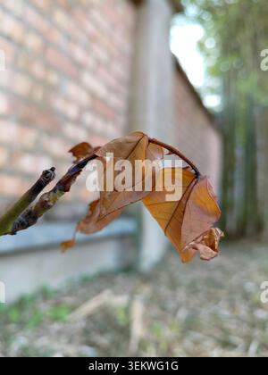 Un primo piano verticale di foglie di rosa marrone croccanti e appassite appese a un ramoscello ricurvo, adagiate su uno sfondo in mattoni leggermente sfocato. Foto Stock