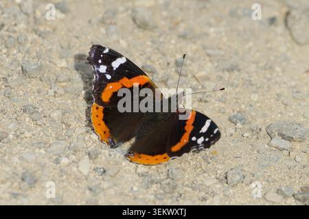 Farfalla ammiraglio rossa (Vanessa atalanta) appoggiata su un terreno di ghiaia con ali aperte, macro shot Foto Stock