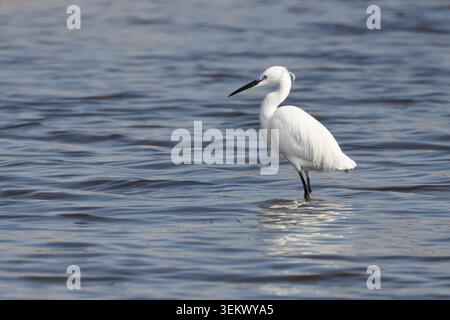 Garzetta in acqua Foto Stock
