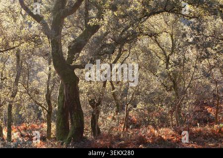 Il sole che filtra tra tra querce con felci autunnali che coprono il terreno della foresta Foto Stock