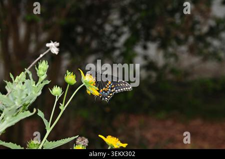 Una farfalla poggia su un vibrante fiore giallo in un tranquillo giardino Foto Stock