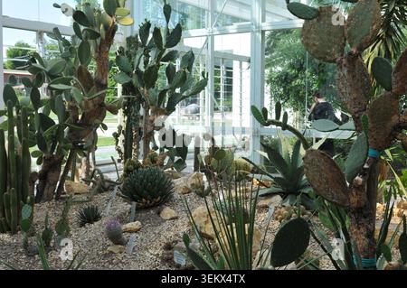 Interno di una serra che espone una collezione di cactus e piante succulente presso l'Orto Botanico di Padova (Orto Botanico di Padova), Veneto, Ita Foto Stock