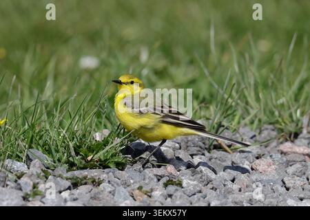 La coda di Wagtail gialla a Elmley Marshes Kent Foto Stock