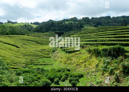 Lussureggiante piantagione di tè terrazzato e colline verdi ondulate sotto il cielo nuvoloso, che mostrano motivi agricoli e tranquillo paesaggio rurale su São Miguel Foto Stock