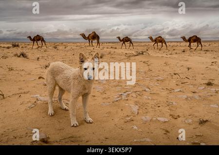 Cane del deserto nel Sahara, Tunisia, con cammelli che attraversano una pianura sabbiosa sotto un drammatico cielo nuvoloso. Foto Stock