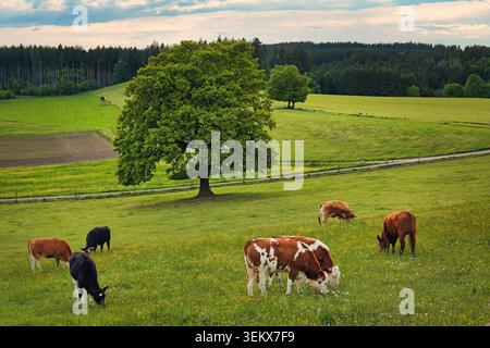 Mucche che pascolano pacificamente in un prato verde Foto Stock