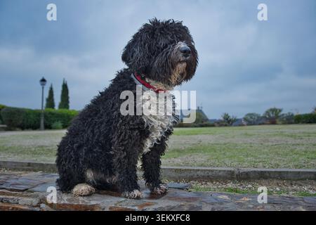 Cane spagnolo bianco e nero seduto su un muro di pietra in un parco sotto un cielo nuvoloso, con un collare rosso. Foto Stock