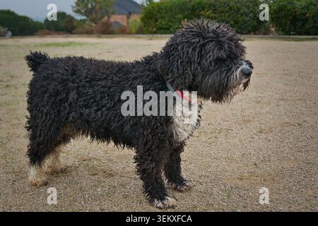 Cane d'acqua spagnolo bianco e nero in piedi di profilo su un sentiero di ghiaia, con un collare rosso, con sfondo sfocato del parco. Foto Stock