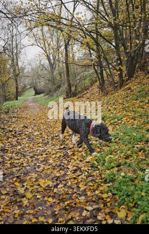 Cane d'acqua spagnolo che cammina lungo un sentiero boschivo autunnale ricoperto di foglie cadute, indossando un collare rosso. Foto Stock